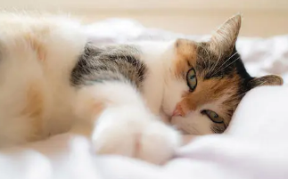 当猫咪看到医生拿针来时 表情立刻就变地狰狞了 猫：快松开手我！(图1)