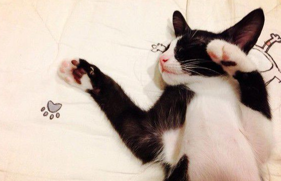 原來貓咪也分以内撇子?最擅长这只手的猫更凶(图2)