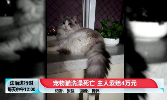 花600元给猫洗澡+SPA 然后猫死了(图1)