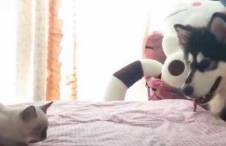 新带回去家的猫咪被二哈下了黑手 接下来的的画面主人都只是害羞的捂住脸了脸(图3)