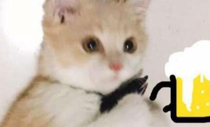 新带回去家的猫咪被二哈下了黑手 接下来的的画面主人都只是害羞的捂住脸了脸(图1)