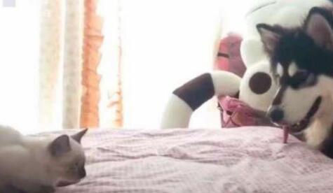 新带回去家的猫咪被二哈下了黑手 接下来的的画面主人都只是害羞的捂住脸了脸(图2)