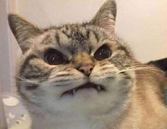 新带回去家的猫咪被二哈下了黑手 接下来的的画面主人都只是害羞的捂住脸了脸(图6)