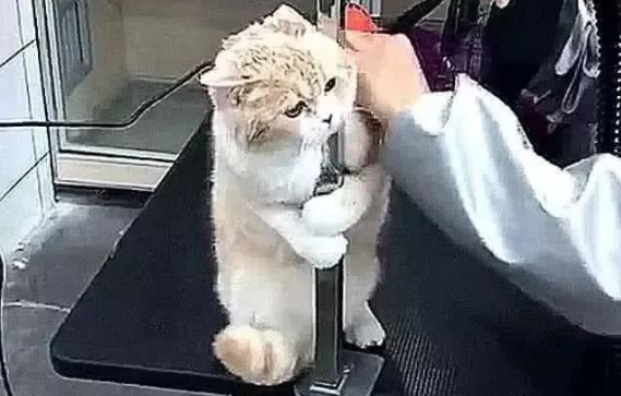 带猫咪做绝育 兽医没能是没有动刀 主人在里面这一看:尘缘前欢(图1)