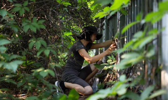 北京15岁女孩用红外相机捕捉刺猬、蒙古兔、野猫等城市精灵的身影(图3)