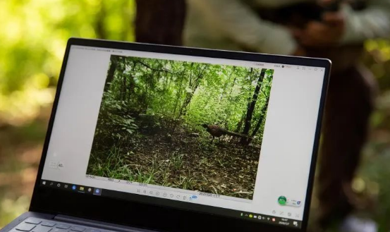 北京15岁女孩用红外相机捕捉刺猬、蒙古兔、野猫等城市精灵的身影(图4)