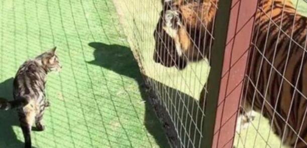 猫咪进动物园看见了老虎后 做了这一举动 大家都为猫咪捏了把汗！(图1)