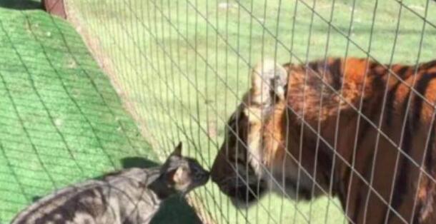 猫咪进动物园看见了老虎后 做了这一举动 大家都为猫咪捏了把汗！(图3)