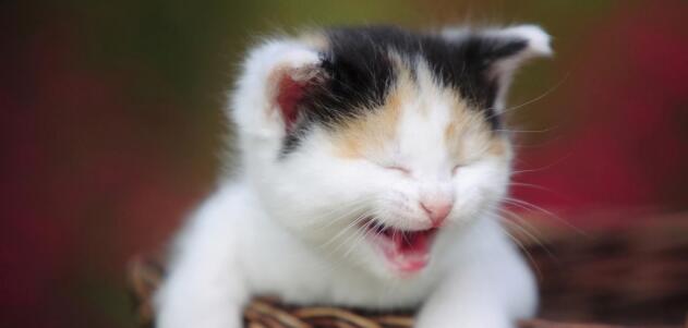 小猫咪一天每天提心吊胆 那个主人对它做这样的事情 几乎让人膛目结舌(图1)