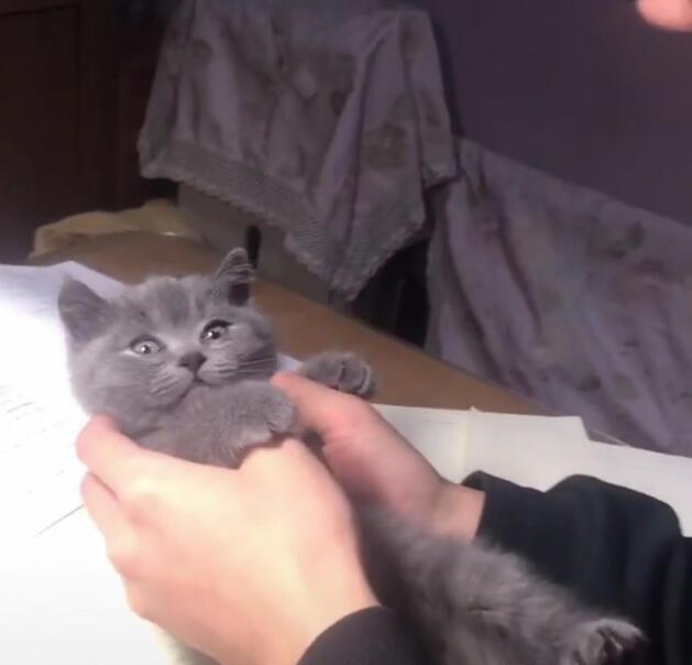 小猫咪一天每天提心吊胆 那个主人对它做这样的事情 几乎让人膛目结舌(图3)