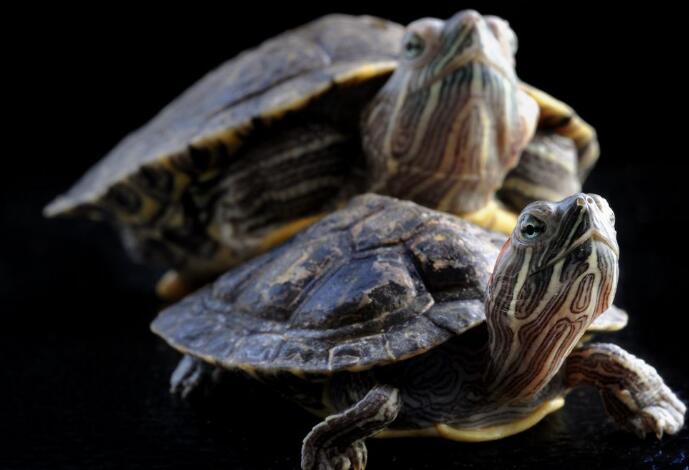 乌龟呼吸脖子一鼓一鼓(图3)