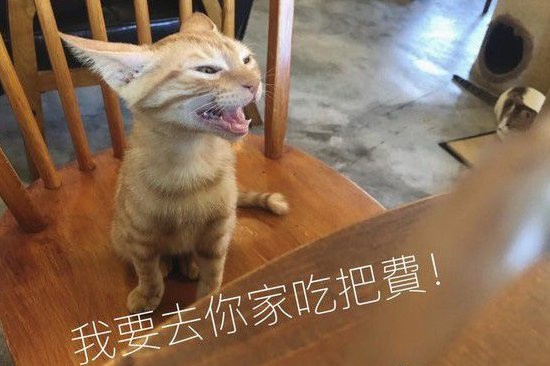 超萌超可爱小橘猫跳上椅子想讨吃超萌表情被做养我图(图2)
