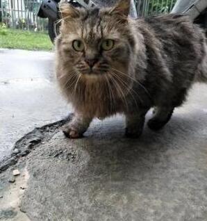 喂了一年的流浪猫不给摸 本还以为养不熟 却被它送的礼物感动的话到了(图1)