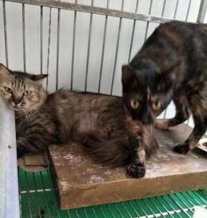 喂了一年的流浪猫不给摸 本还以为养不熟 却被它送的礼物感动的话到了(图4)