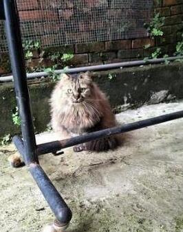 喂了一年的流浪猫不给摸 本还以为养不熟 却被它送的礼物感动的话到了(图3)