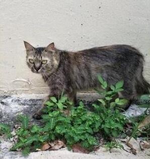 喂了一年的流浪猫不给摸 本还以为养不熟 却被它送的礼物感动的话到了(图5)