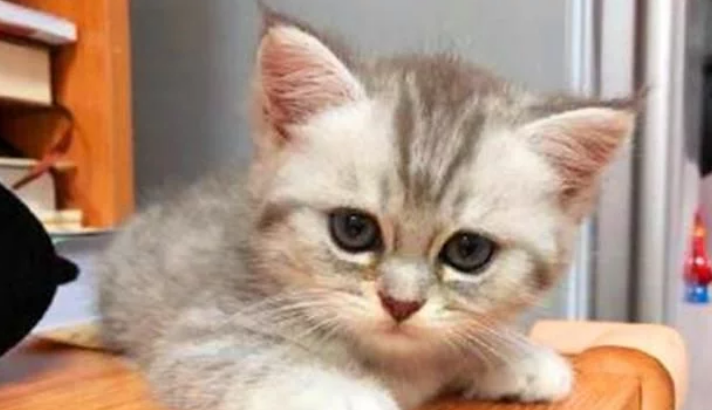 睡神级小奶猫 玩到一半就突然睡觉 主人：电量告急 得及时处理充电器充电(图1)