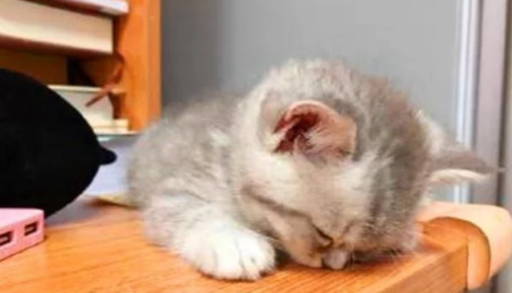 睡神级小奶猫 玩到一半就突然睡觉 主人：电量告急 得及时处理充电器充电(图2)