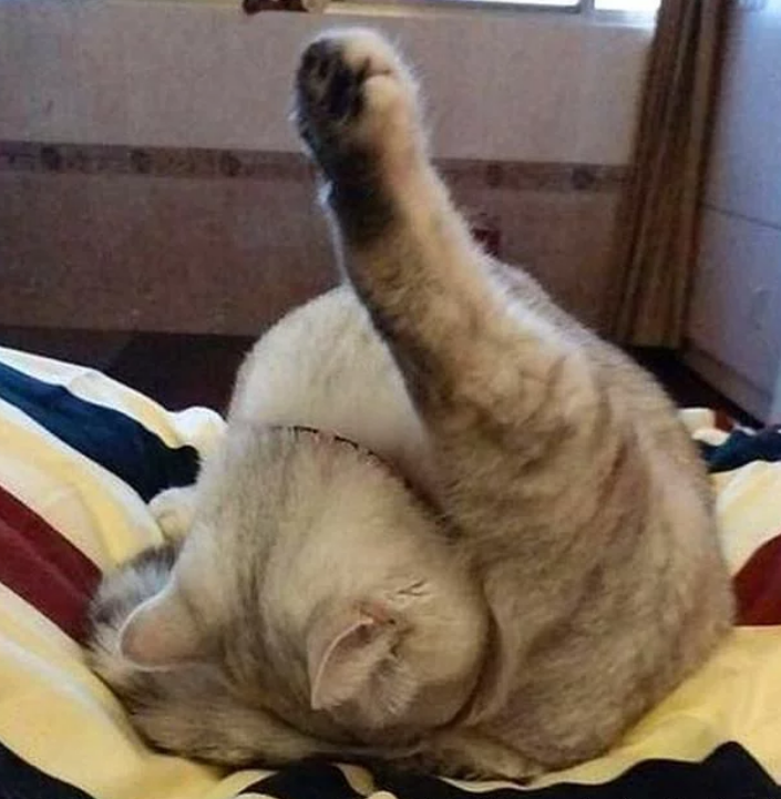 睡神级小奶猫 玩到一半就突然睡觉 主人：电量告急 得及时处理充电器充电(图3)