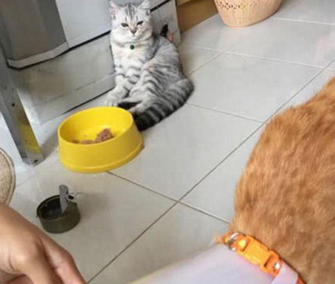 铲屎官给病了的橘猫加餐,灰猫注意到后,被摧毁的它这样做!(图2)