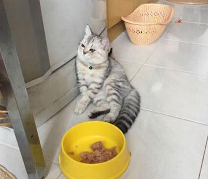 铲屎官给病了的橘猫加餐,灰猫注意到后,被摧毁的它这样做!(图4)