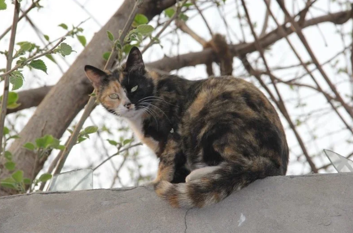 女子被流浪猫咬伤 又为什么物业要如何赔偿(图1)