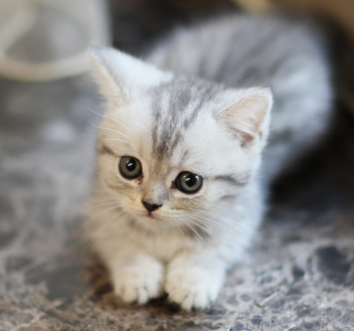 爸爸买菜时被人偷一只小奶猫 喂饲不出来两天 我们的噩梦就正在了!(图1)