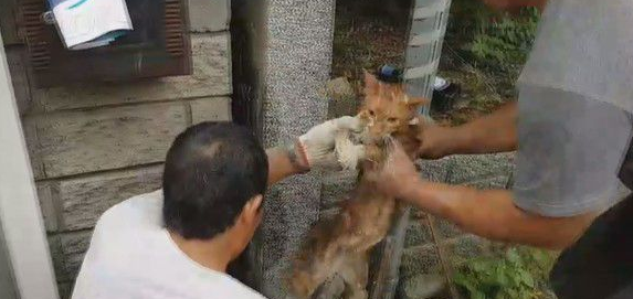 小猫翘家卡石缝内屋主超佛心同意下来拆墙救猫(图1)