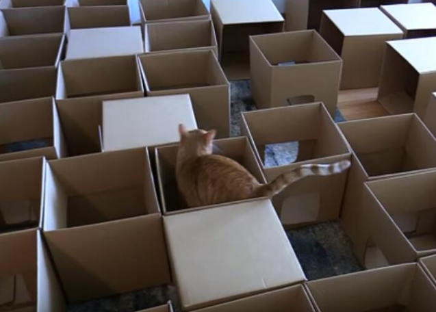 为让主子享受啊探寻中乐趣男子所创造的撼人心魄的50盒猫迷宫(图1)