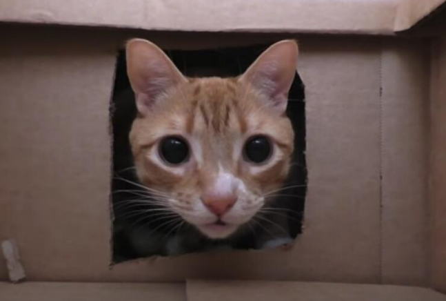 为让主子享受啊探寻中乐趣男子所创造的撼人心魄的50盒猫迷宫(图2)