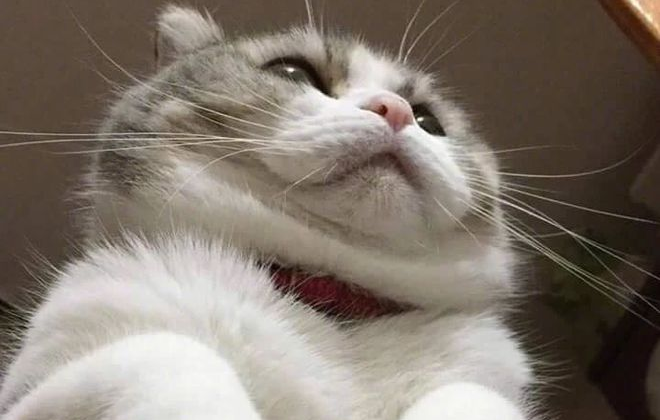 猫总是生了病 改叫“大顺”后 全然不感冒发烧了(图1)