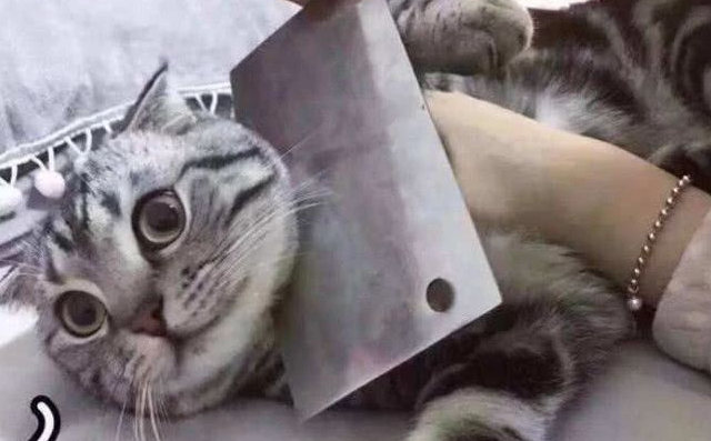 猫总是生了病 改叫“大顺”后 全然不感冒发烧了(图2)