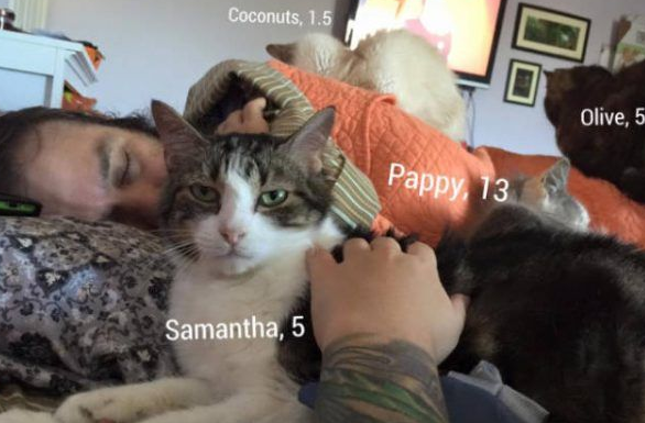 爱猫男子一手创办猫咪收容之家让老猫们有个温暖的家(图3)