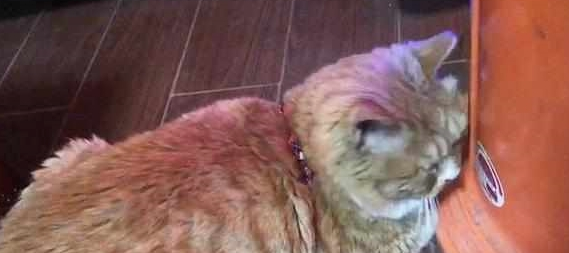 猫咪顶着烤炉动的 主人怀疑被烫着喊它站了起来 抬起头再一看一瞬间笑翻(图2)