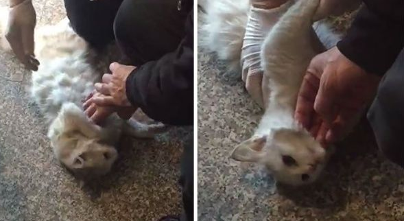 猫咪鬼门关前走了一回意外得获真命猫奴(图1)