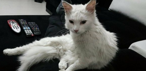 猫咪鬼门关前走了一回意外得获真命猫奴(图3)