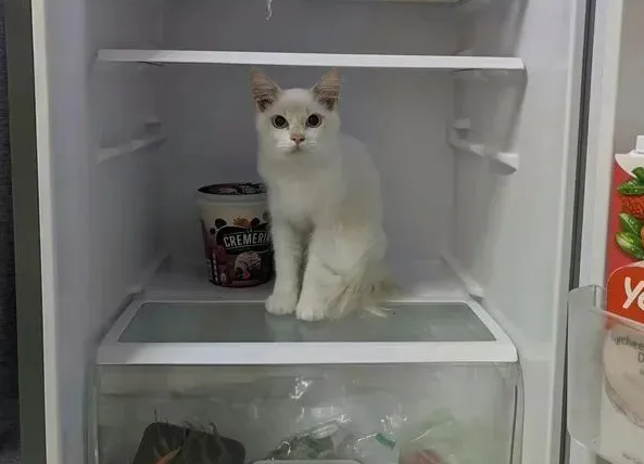 网友被人偷一只白猫 几个月后猫大了快数十倍 带橘的缅因?(图1)