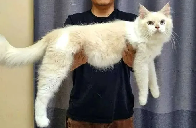 网友被人偷一只白猫 几个月后猫大了快数十倍 带橘的缅因?(图2)