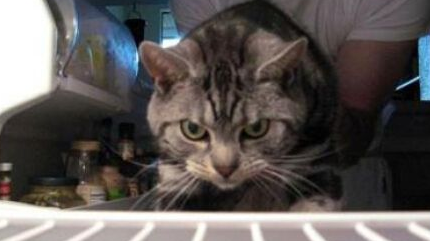 美国恶趣味饲主竟把死猫藏冰箱活猫叠散落满地(图1)