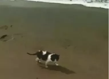 在海滩发现自己一只小猫 女子和它打了个招呼 猫咪就跟回家了(图2)