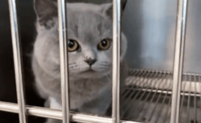 大便困难小蓝猫又一次有家了 医生曾5次建议平安富足(图1)