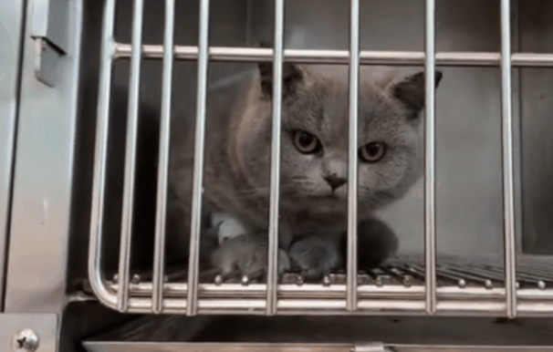 大便困难小蓝猫又一次有家了 医生曾5次建议平安富足(图2)