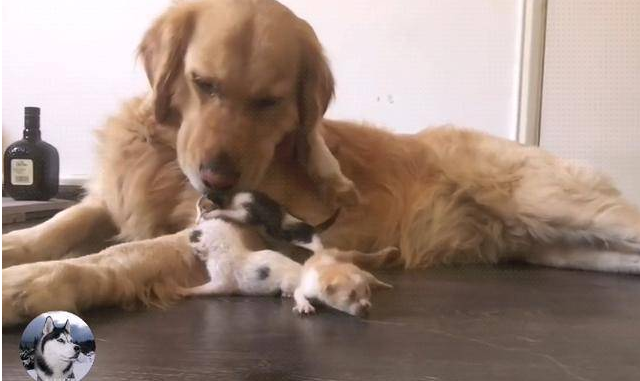 金毛死去一窝奶狗后 却捡了窝小奶猫 狗：我是“猫妈妈”(图1)