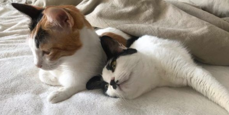 简直是六星级的猫旅店!报废厢型车的大改造(图1)