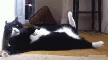 猫中的哈士奇皮出了新高度你还敢养这些猫(图2)