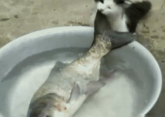 猫中的哈士奇皮出了新高度你还敢养这些猫(图1)