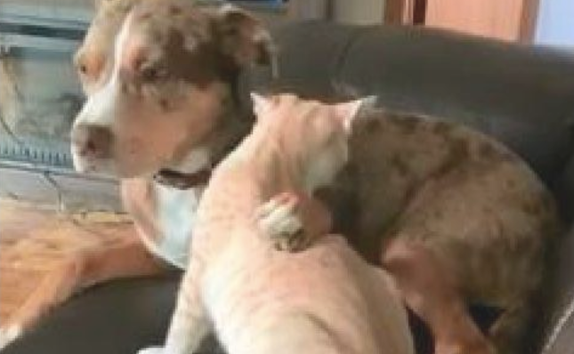 狗狗帮猫舔毛 舔着舔着竟把猫头都塞回了口中 还其实在吃骨骼?(图1)