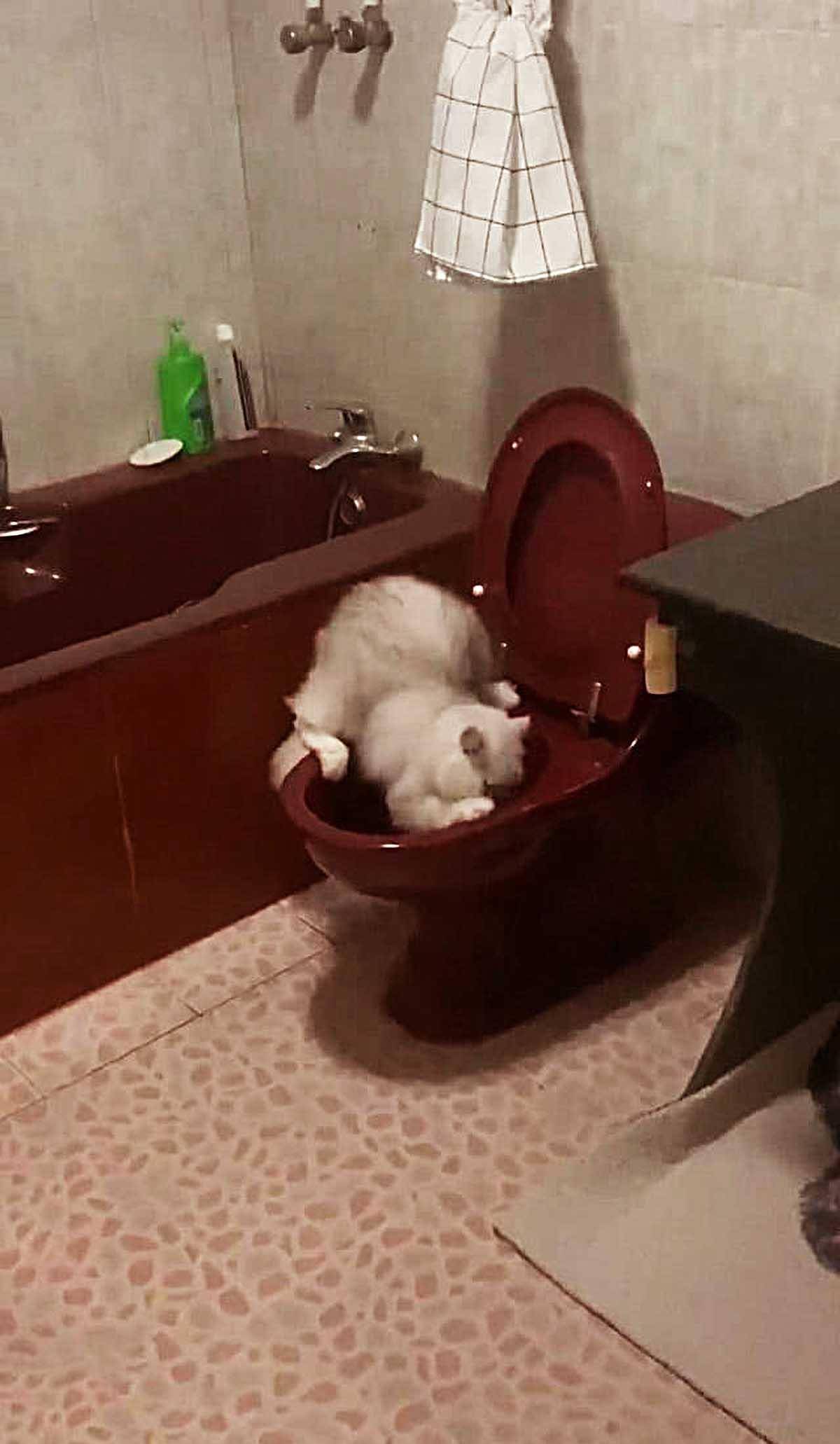 男子被猫咪亲吻后眉开眼笑 但它下一瞬间的举动 瞬间让他腹痛难忍(图3)