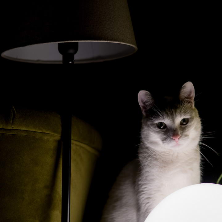 半夜站了起来尿尿 开灯后看见了猫咪却可不敢动了：你这是想干嘛啊？(图1)