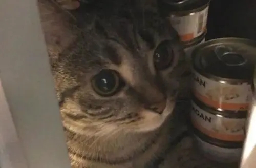 半夜站了起来尿尿 开灯后看见了猫咪却可不敢动了：你这是想干嘛啊？(图2)